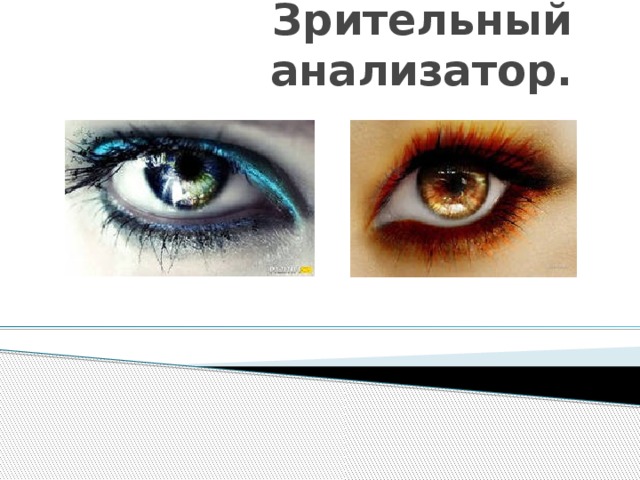 Зрительный анализатор. 