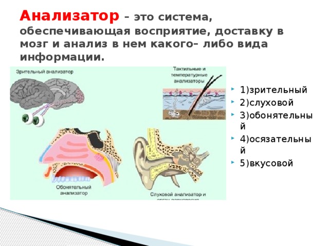 Анализаторы человека 8 класс. Зрительный слуховой вкусовой обонятельный осязательный анализатор. Анализатор. Палезатор.