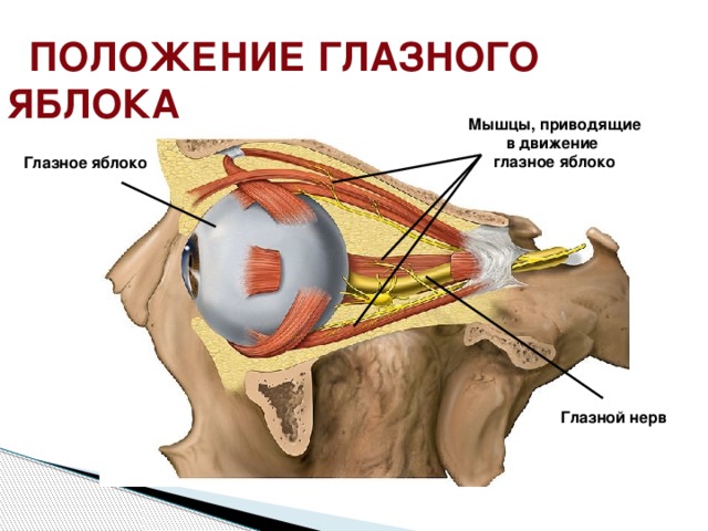  Положение глазного яблока Мышцы, приводящие в движение глазное яблоко Глазное яблоко Глазной нерв 