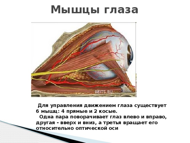 Мышцы глаза. Движения мышц глаза. Мышца глаз вверх. Мышцы управляющие движением глаза. Мышцы глаза движения глаз.