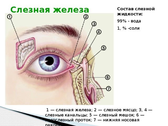 Слезная железа Состав слезной жидкости: 99% - вода 1, % -соли вв  1 — слезная железа; 2 — слезное мясцо; 3, 4 — слезные канальцы; 5 — слезный мешок; 6 — носослезный проток; 7 — нижняя носовая раковина. 