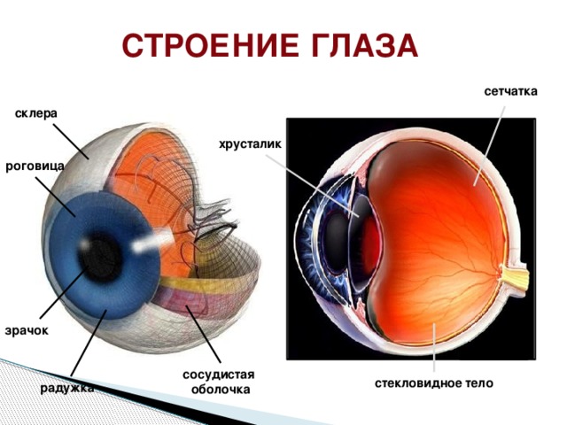 строение глаза сетчатка склера хрусталик роговица зрачок сосудистая оболочка стекловидное тело радужка 