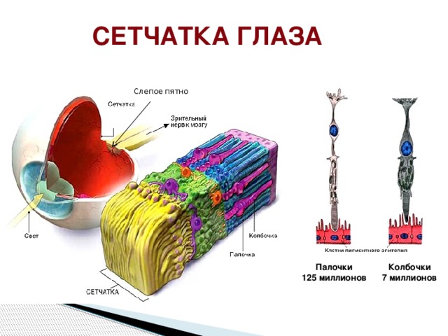 сетчатка глаза Слепое пятно Изображение сетчатки «активно», обеспечивает переход к слайду 9 Палочки Колбочки 125 миллионов 7 миллионов  
