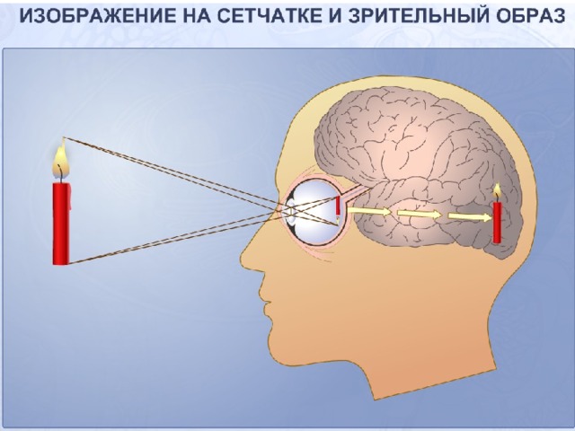  Сетчатку пронизывает сложная сеть кровеносных сосудов.  На фотографии, полученной с помощью сканирующего электронного микроскопа видны колбочки (фиолетовые) и палочки (серые), выстилающие поверхность сетчатки. 