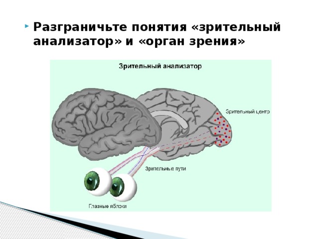 Разграничьте понятия «зрительный анализатор» и «орган зрения» 