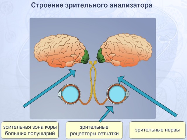 Схема зрительного анализатора с подписями