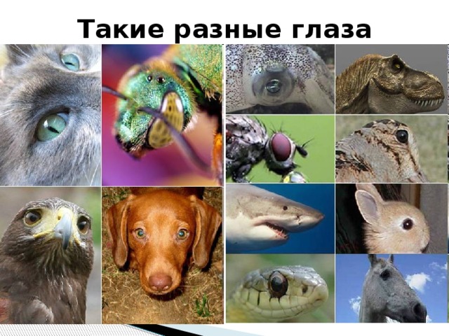Такие разные глаза 