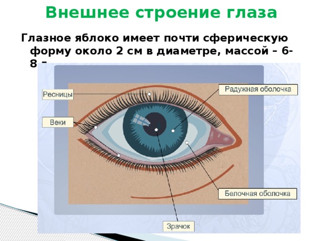 Внешнее строение глаза Глазное яблоко имеет почти сферическую форму около 2 см в диаметре, массой – 6-8 г. 