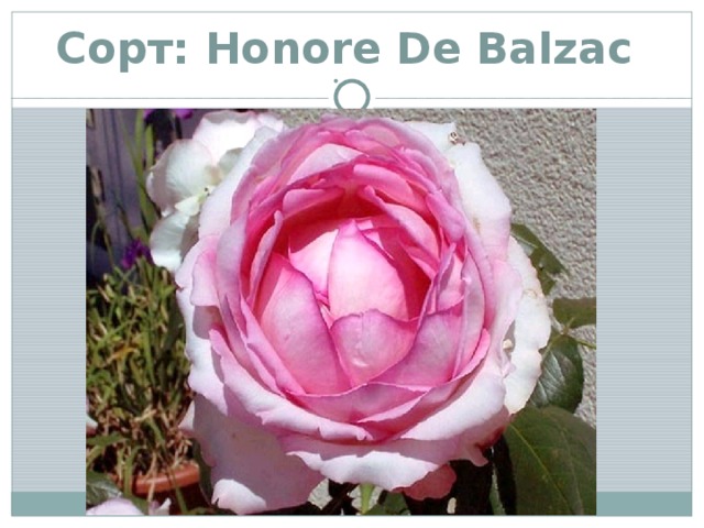 Сорт: Honore De Balzac 