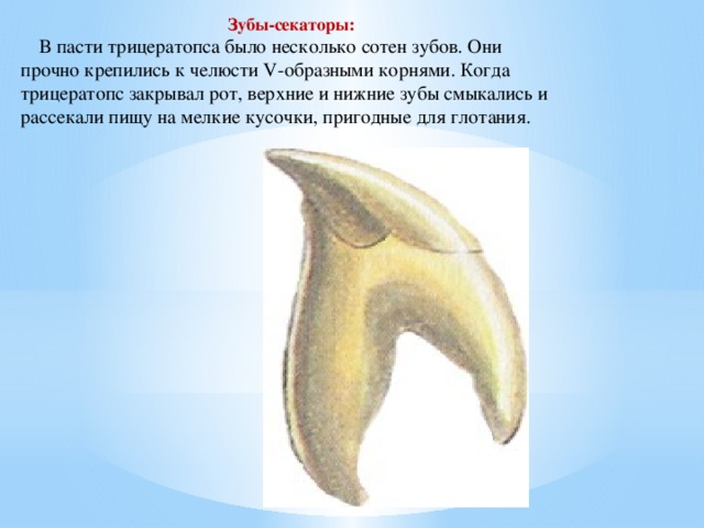 Зубы-секаторы:       В пасти трицератопса было несколько сотен зубов. Они прочно крепились к челюсти V-образными корнями. Когда трицератопс закрывал рот, верхние и нижние зубы смыкались и рассекали пищу на мелкие кусочки, пригодные для глотания. 