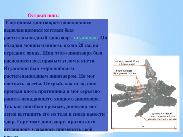 Острый шип :    Еще одним динозавром обладающим выделяющимися когтями был растительноядный динозавр -  игуанодон . Он обладал мощным шипом, около 20 см, на передних лапах. Шип этого динозавра был расположен под прямым углом к кисти. Игуанодон был миролюбивым растительноядным динозавром. Но мог постоять за себя. Острый, как игла, шип пронзал плоть противника и мог серьезно ранить нападающего хищного динозавра. Так как шип был прямым, динозавр мог легко вытащить его из тела и снова нанести удар. Горе тому динозавру, против кого игуанодону удавалось применить свой коготь. 