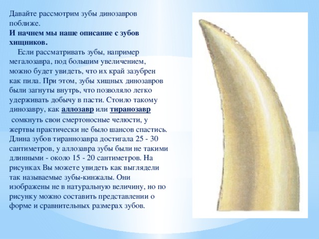 Давайте рассмотрим зубы динозавров поближе. И начнем мы наше описание с зубов хищников.      Если рассматривать зубы, например мегалозавра, под большим увеличением, можно будет увидеть, что их край зазубрен как пила. При этом, зубы хищных динозавров были загнуты внутрь, что позволяло легко удерживать добычу в пасти. Стоило такому динозавру, как  аллозавр  или  тиранозавр  сомкнуть свои смертоносные челюсти, у жертвы практически не было шансов спастись. Длина зубов тираннозавра достигала 25 - 30 сантиметров, у аллозавра зубы были не такими длинными - около 15 - 20 сантиметров. На рисунках Вы можете увидеть как выглядели так называемые зубы-кинжалы. Они изображены не в натуральную величину, но по рисунку можно составить представлении о форме и сравнительных размерах зубов.   