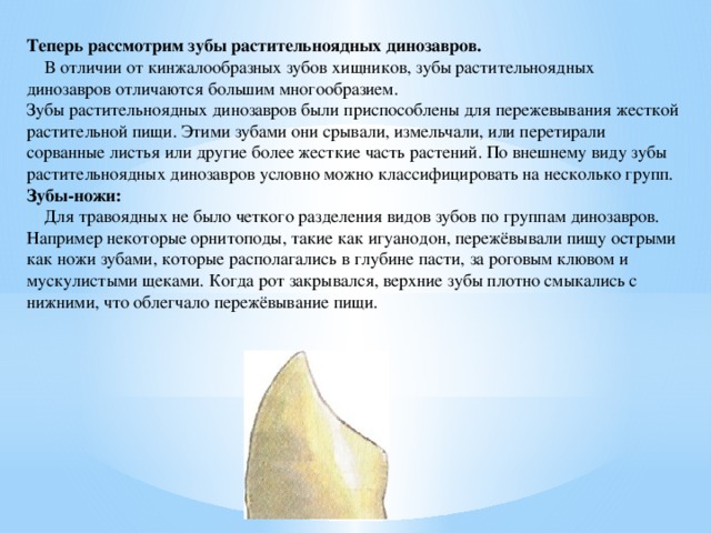  Теперь рассмотрим зубы растительноядных динозавров.      В отличии от кинжалообразных зубов хищников, зубы растительноядных динозавров отличаются большим многообразием.  Зубы растительноядных динозавров были приспособлены для пережевывания жесткой растительной пищи. Этими зубами они срывали, измельчали, или перетирали сорванные листья или другие более жесткие часть растений. По внешнему виду зубы растительноядных динозавров условно можно классифицировать на несколько групп. Зубы-ножи:      Для травоядных не было четкого разделения видов зубов по группам динозавров. Например некоторые орнитоподы, такие как игуанодон, пережёвывали пищу острыми как ножи зубами, которые располагались в глубине пасти, за роговым клювом и мускулистыми щеками. Когда рот закрывался, верхние зубы плотно смыкались с нижними, что облегчало пережёвывание пищи. 