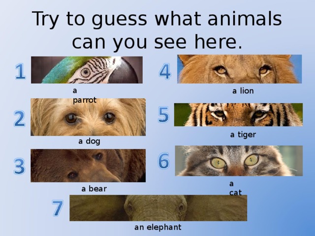 Look at the pictures guess what. Guess the animal. Guess the animal for Kids. Animal Parts guess. Guess who animals.