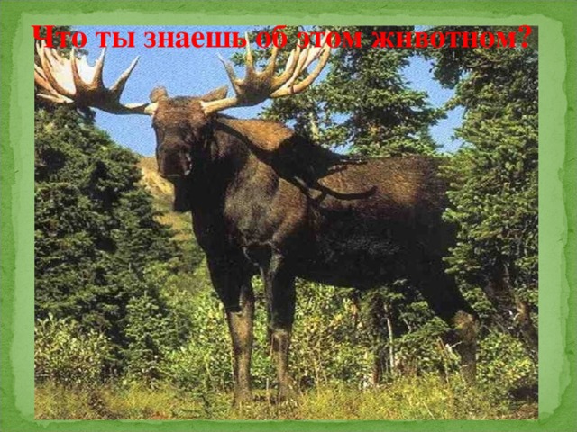 Что ты знаешь об этом животном? 