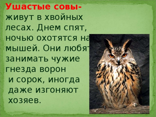 Не поддались переполоху только ночные хищники совы да филины схема предложения