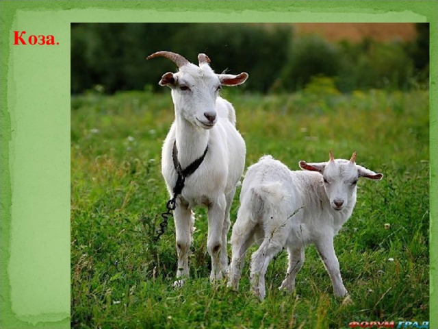Коза .  