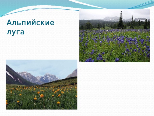 Альпийские  луга 