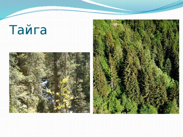 Тайга 