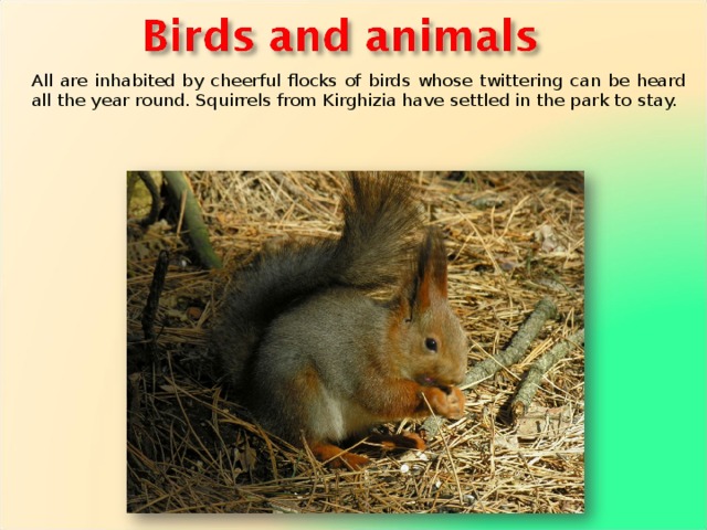 All are inhabited by cheerful flocks of birds whose twittering can be heard all the year round. Squirrels from Kirghizia have settled in the park to stay. 