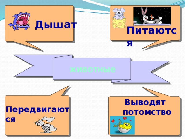 Дышат Питаются  животные  Выводят потомство Передвигаются 