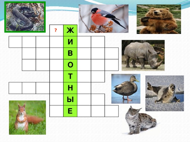 Ж И В О Т Н Ы Е ? 