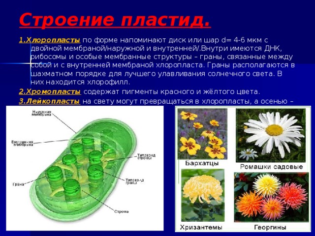 Функции пластидов