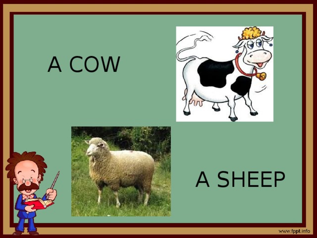 A COW A SHEEP 