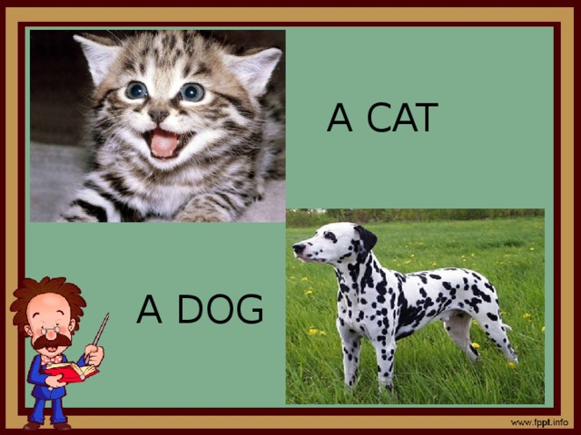 A CAT A DOG 