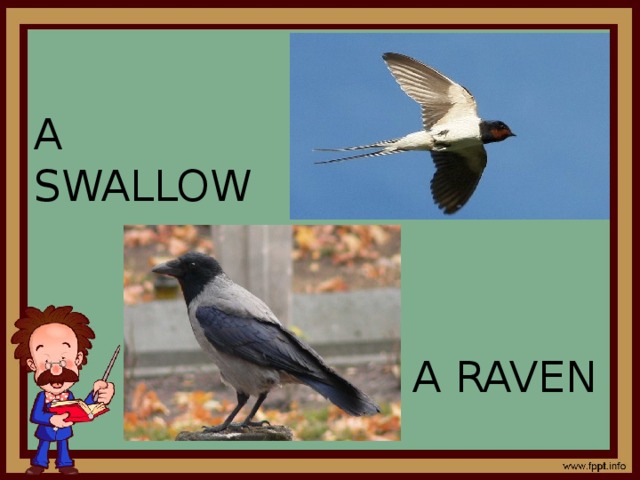 A SWALLOW A RAVEN 