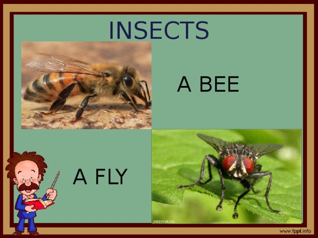 INSECTS A BEE A FLY 