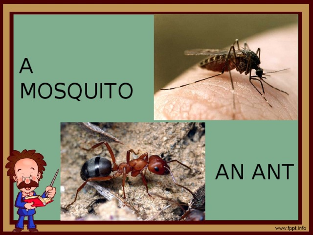 A MOSQUITO AN ANT 