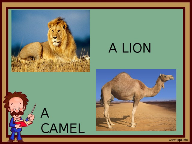 A LION A CAMEL 