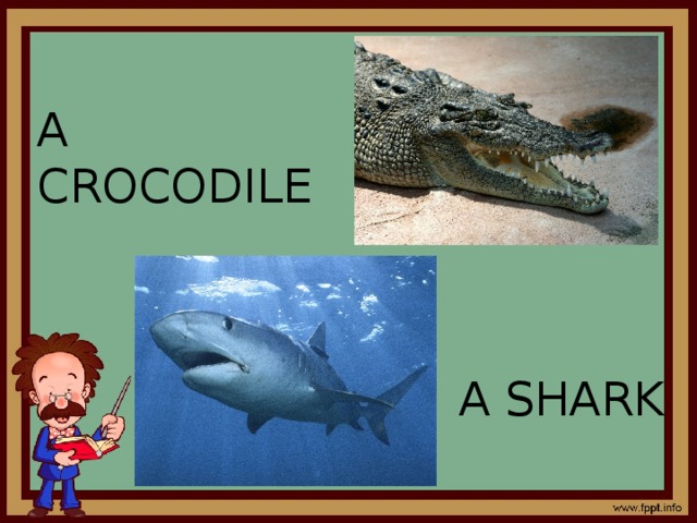 A CROCODILE A SHARK 