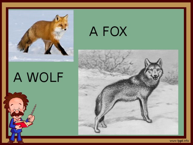 A FOX A WOLF 