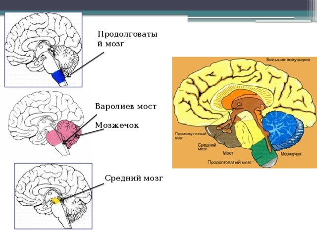 Продолговатый мозг Варолиев мост Мозжечок Средний мозг 