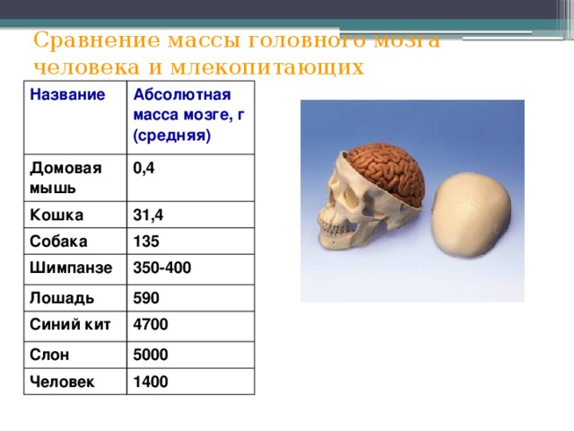 Сравнение массы головного мозга человека и млекопитающих Название Абсолютная масса мозге, г (средняя) Домовая мышь 0,4 Кошка 31,4 Собака 135 Шимпанзе 350-400 Лошадь 590 Синий кит 4700 Слон 5000 Человек 1400 