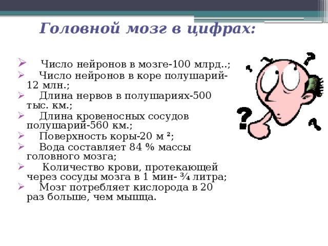 Головной мозг в цифрах:  Число нейронов в мозге-100 млрд..;  Число нейронов в коре полушарий- 12 млн.;  Длина нервов в полушариях-500 тыс. км.;  Длина кровеносных сосудов полушарий-560 км.;  Поверхность коры-20 м ²;  Вода составляет 84 % массы головного мозга;  Количество крови, протекающей через сосуды мозга в 1 мин- ¾ литра;  Мозг потребляет кислорода в 20 раз больше, чем мышца.   