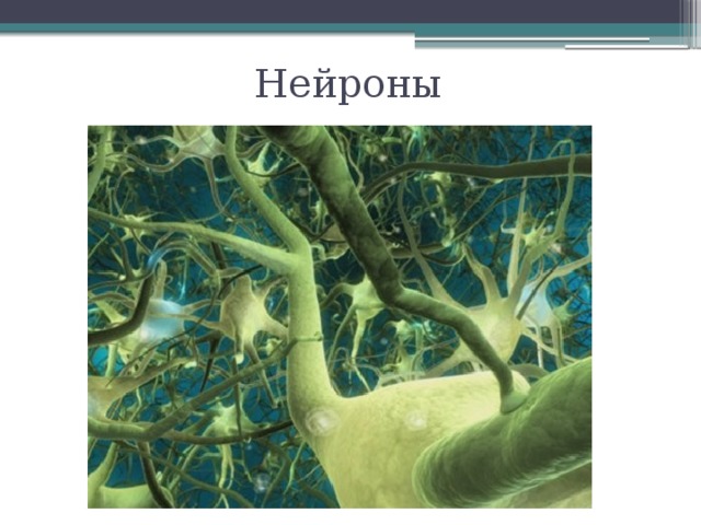 Нейроны 