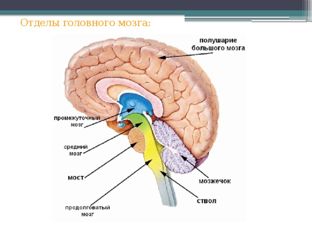 Отделы головного мозга: 