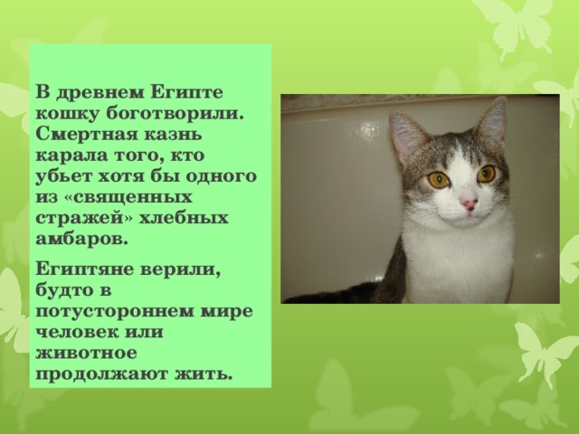  В древнем Египте кошку боготворили. Смертная казнь карала того, кто убьет хотя бы одного из «священных стражей» хлебных амбаров. Египтяне верили, будто в потустороннем мире человек или животное продолжают жить. 