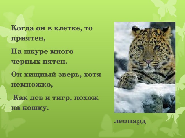 Когда он в клетке, то приятен, На шкуре много черных пятен. Он хищный зверь, хотя немножко,  Как лев и тигр, похож на кошку.            леопард 