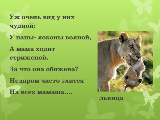 львица Уж очень вид у них чудной: У папы- локоны волной, А мама ходит стриженой. За что она обижена? Недаром часто злится На всех мамаша….  