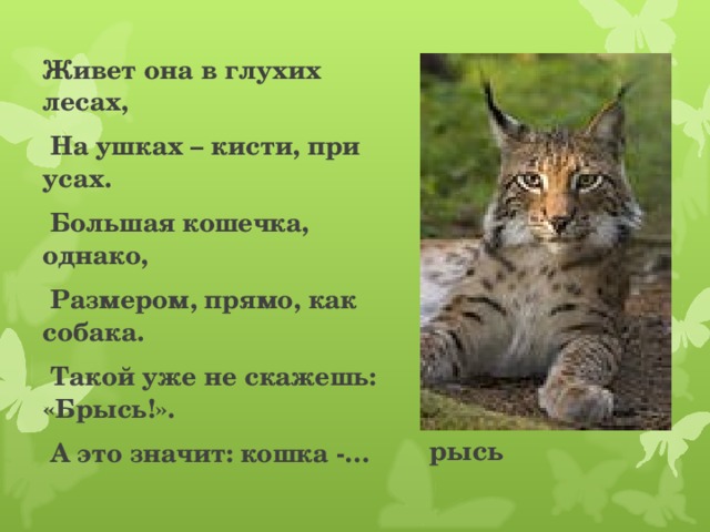 Живет она в глухих лесах,  На ушках – кисти, при усах.  Большая кошечка, однако,  Размером, прямо, как собака.  Такой уже не скажешь: «Брысь!».  А это значит: кошка -… Ррыы            рысь 