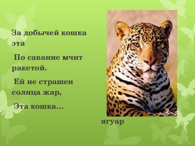 За добычей кошка эта  По саванне мчит ракетой.  Ей не страшен солнца жар,  Эта кошка… ягуар 
