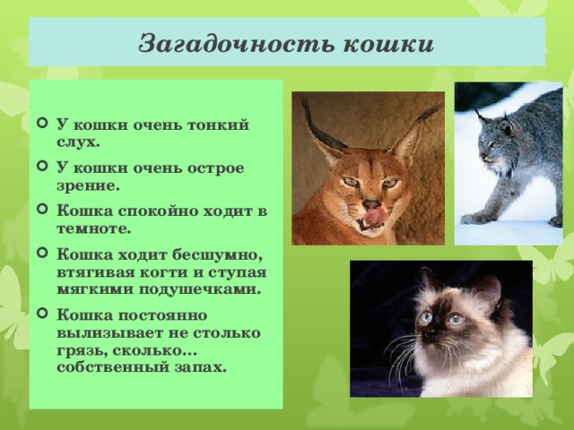 Загадочность кошки У кошки очень тонкий слух. У кошки очень острое зрение. Кошка спокойно ходит в темноте. Кошка ходит бесшумно, втягивая когти и ступая мягкими подушечками. Кошка постоянно вылизывает не столько грязь, сколько…собственный запах. 