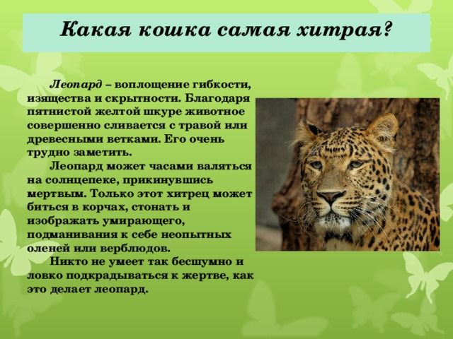 Какая кошка самая хитрая?     Леопард – воплощение гибкости, изящества и скрытности. Благодаря пятнистой желтой шкуре животное совершенно сливается с травой или древесными ветками. Его очень трудно заметить.  Леопард может часами валяться на солнцепеке, прикинувшись мертвым. Только этот хитрец может биться в корчах, стонать и изображать умирающего, подманивания к себе неопытных оленей или верблюдов.  Никто не умеет так бесшумно и ловко подкрадываться к жертве, как это делает леопард.  