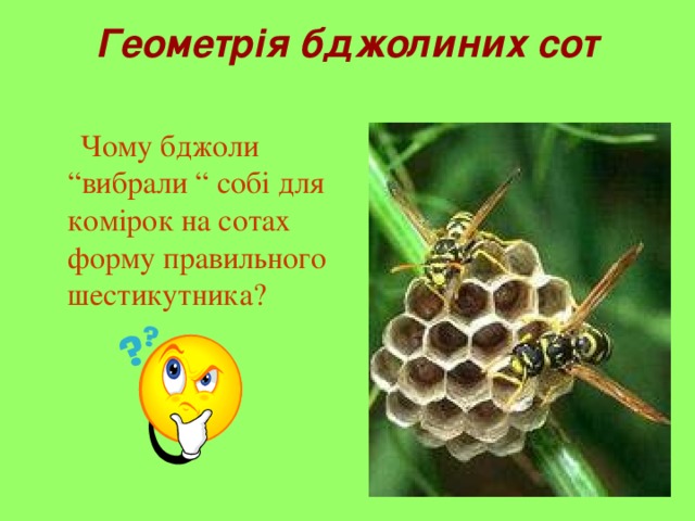 Геометрія бджолиних сот    Чому бджоли “вибрали “ собі для комірок на сотах форму правильного шестикутника? 