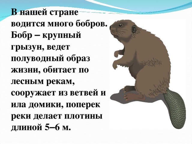 В нашей стране водится много бобров. Бобр – крупный грызун, ведет полуводный образ жизни, обитает по лесным рекам, сооружает из ветвей и ила домики, поперек реки делает плотины длиной 5 – 6 м. 