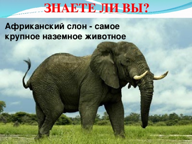 ЗНАЕТЕ ЛИ ВЫ? Африканский слон - самое крупное наземное животное 